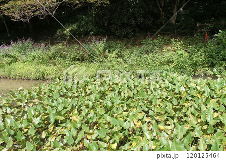 花咲き誇る六甲高山植物園の初秋の風景 120125464