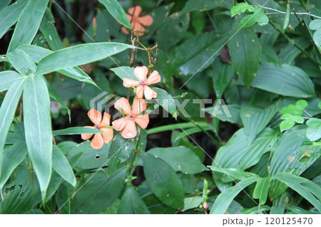 花咲き誇る六甲高山植物園の初秋の風景 花咲き誇る六甲高山植物園の初秋の風景 120125470
