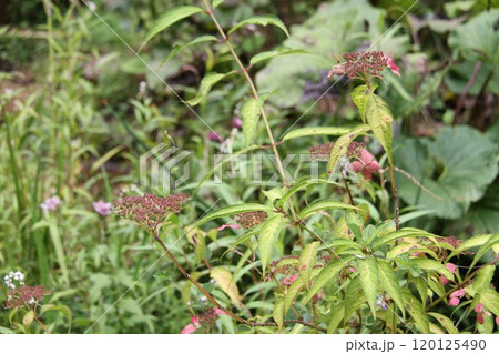 花咲き誇る六甲高山植物園の初秋の風景 120125490