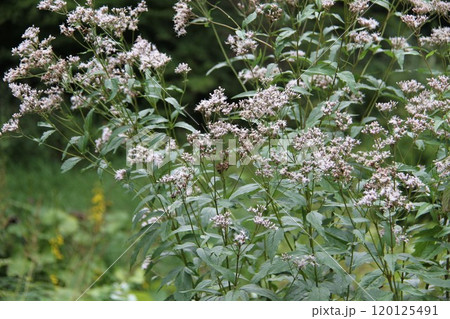 花咲き誇る六甲高山植物園の初秋の風景 花咲き誇る六甲高山植物園の初秋の風景 120125491