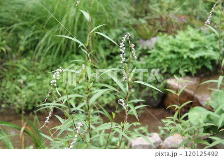 花咲き誇る六甲高山植物園の初秋の風景 花咲き誇る六甲高山植物園の初秋の風景 120125492