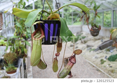 花咲き誇る六甲高山植物園の初秋の風景 花咲き誇る六甲高山植物園の初秋の風景 120125523