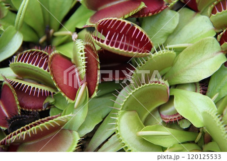 花咲き誇る六甲高山植物園の初秋の風景 120125533