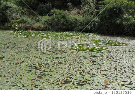 花咲き誇る六甲高山植物園の初秋の風景 120125539