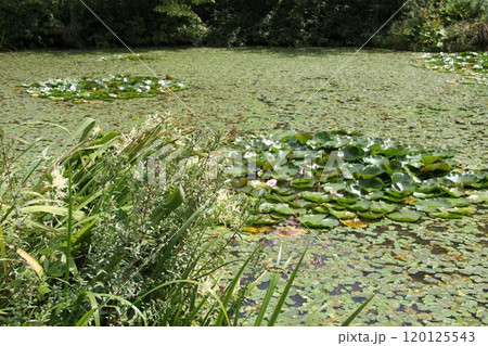 花咲き誇る六甲高山植物園の初秋の風景 120125543
