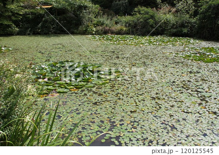 花咲き誇る六甲高山植物園の初秋の風景 120125545