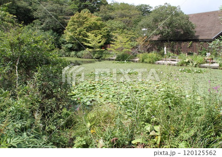 花咲き誇る六甲高山植物園の初秋の風景 花咲き誇る六甲高山植物園の初秋の風景 120125562