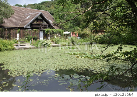花咲き誇る六甲高山植物園の初秋の風景 120125564