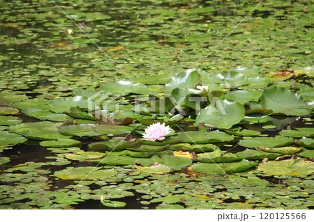 花咲き誇る六甲高山植物園の初秋の風景 花咲き誇る六甲高山植物園の初秋の風景 120125566
