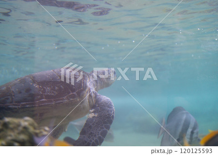 海面を見つめるアオウミガメの横顔 120125593