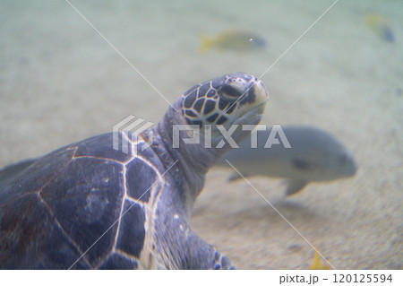 上を見上げているアオウミガメの横顔 120125594