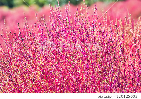 ゆりの里公園の秋 120125603