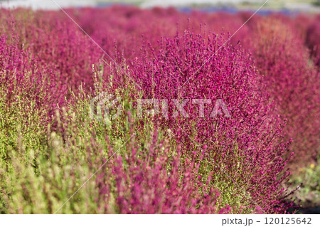 ゆりの里公園の秋 120125642