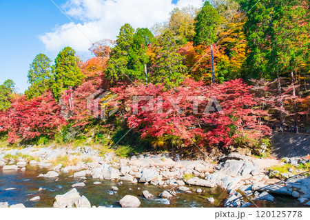 香嵐渓(秋) 香嵐渓(秋) 120125778