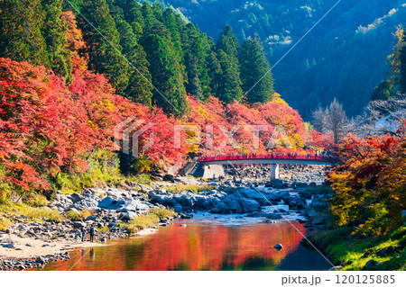 香嵐渓(秋) 香嵐渓(秋) 120125885