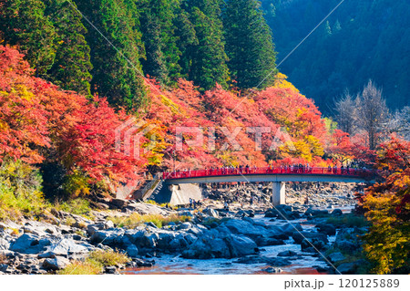 香嵐渓（秋） 120125889