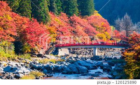 香嵐渓(秋) 香嵐渓(秋) 120125890