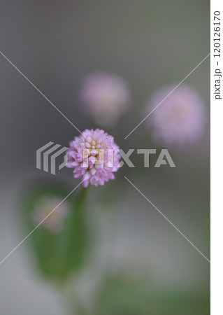 ヒメツルソバの花 120126170