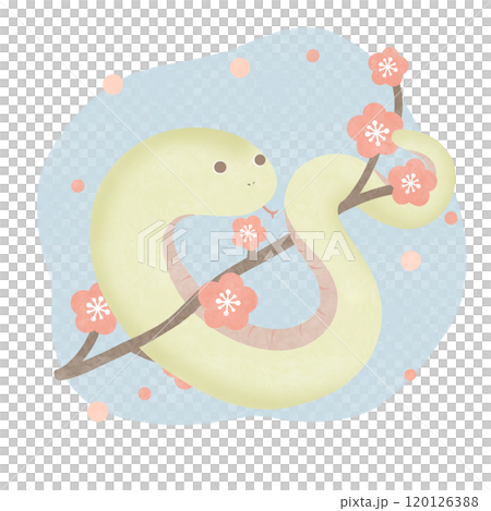 梅花蛇藍 120126388