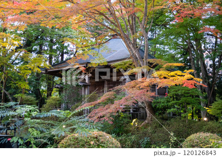 紅葉に包まれる中尊寺のライトアップ 120126843