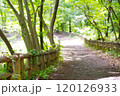森の奥へ続く散歩道 120126933
