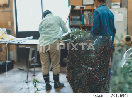 花き農家の出荷作業 120126941
