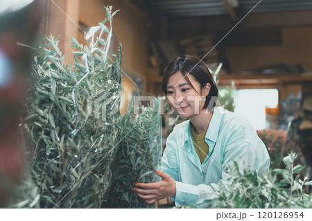 花き農家の出荷作業 花き農家の出荷作業 120126954