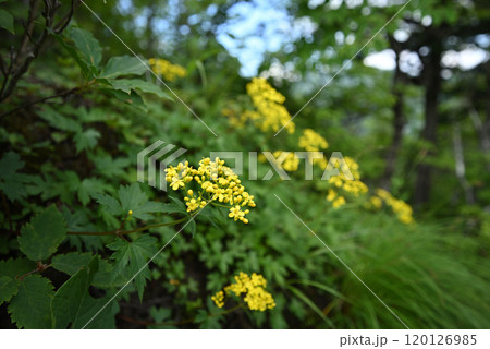 白砂山登山、群馬県 白砂山登山、群馬県 120126985