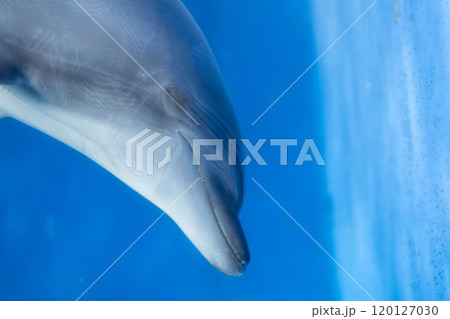 バンドウイルカの寝顔 バンドウイルカの寝顔 120127030