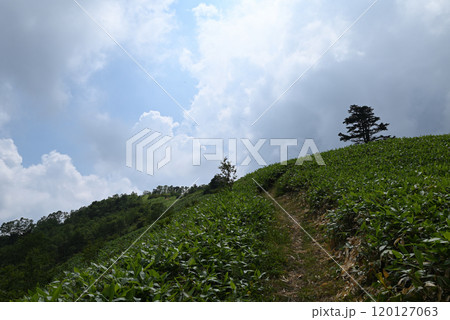 白砂山登山、群馬県 120127063