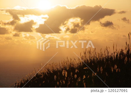 夕日に輝くススキ 120127091