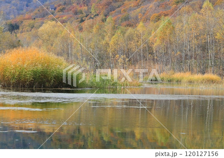 湖に反射した秋の白樺林 120127156