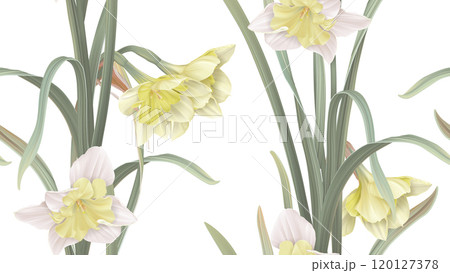 Floral seamless pattern, daffodil flowers with leaves on white 120127378