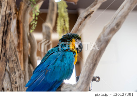 色鮮やかなルリコンゴウインコの後ろ姿 色鮮やかなルリコンゴウインコの後ろ姿 120127391