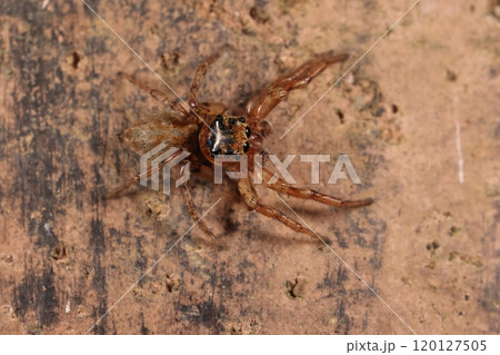 生き物 蜘蛛 デーニッツハエトリ、オスです。日本中の公園や林などで最も普通に見られるハエトリグモ 生き物 蜘蛛 デーニッツハエトリ、オスです。日本中の公園や林などで最も普通に見られるハエトリグモ 120127505