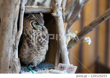 アフリカワシミミズクの横顔 120128201