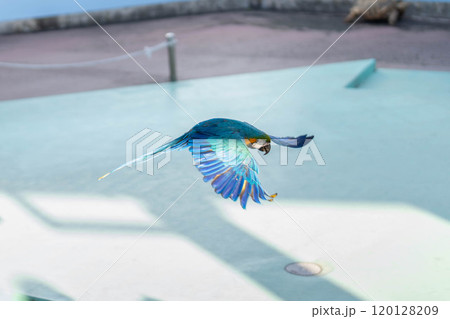 ルリコンゴウインコの飛んでいる姿 ルリコンゴウインコの飛んでいる姿 120128209