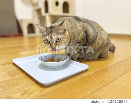 ウェットフードを食べる茶キジ猫 120128283