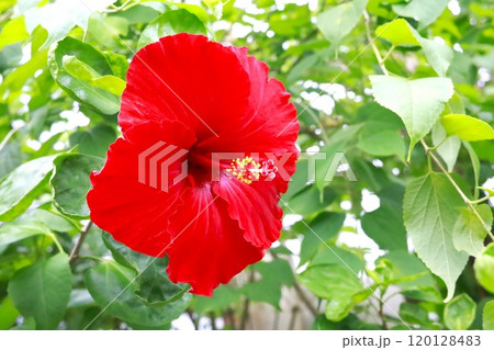 赤いハイビスカス 赤いハイビスカス 120128483