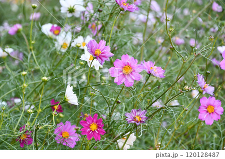 コスモス 120128487