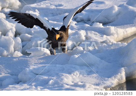 オオワシ、羅臼の流氷、知床半島、北海道 120128583