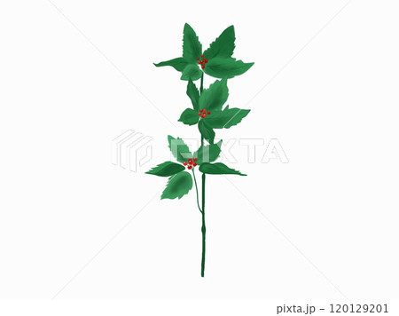 お正月に使われる植物、千両 120129201