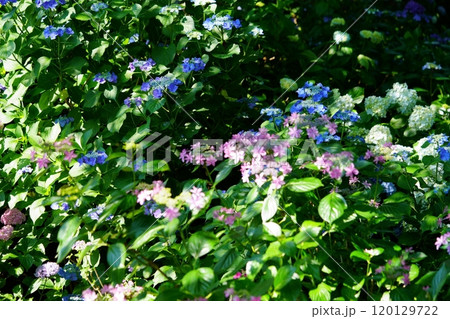 木陰に美しいアジサイの花園6 120129722