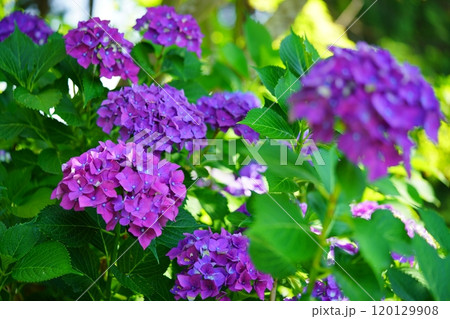 木陰に美しいアジサイの花園12 木陰に美しいアジサイの花園12 120129908