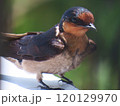 リュウキュウツバメ　【成鳥　雛を見守る親ツバメ】 120129970