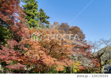 高尾山 ケーブルカー駅 清滝駅広場の紅葉 高尾山 ケーブルカー駅 清滝駅広場の紅葉 120130103