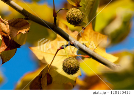 プラタナスの球果 プラタナスの球果 120130413