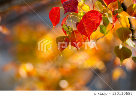 南京ハゼの紅葉 120130685