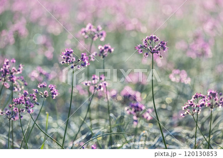 ラッキョウの花 鳥取県北栄町 ラッキョウの花 鳥取県北栄町 120130853