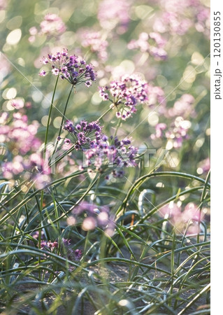 ラッキョウの花　鳥取県北栄町 120130855